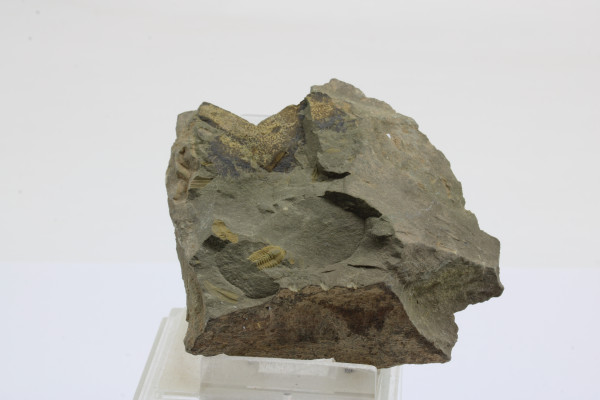 Trilobit