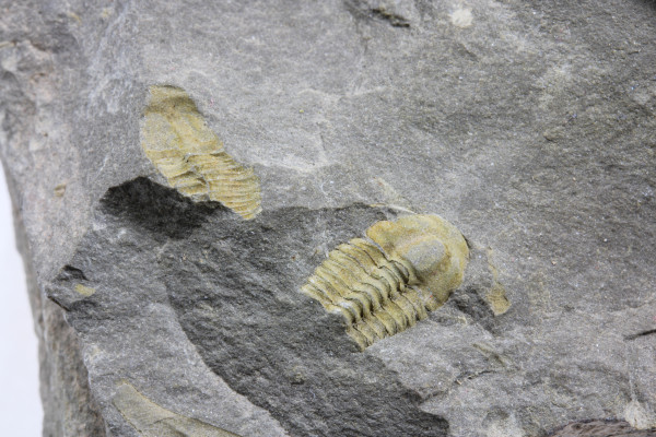 Trilobit 1