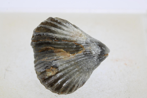 Brachiopod