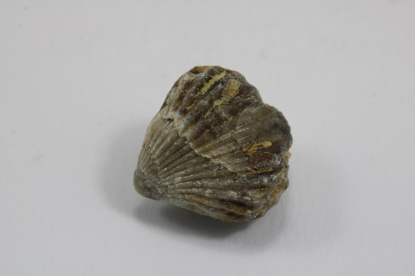 Brachiopod