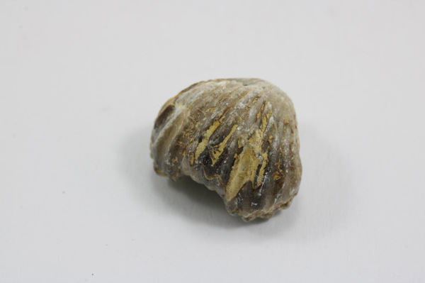 Brachiopod 1