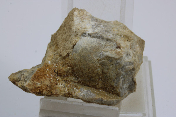 Ramenonožec