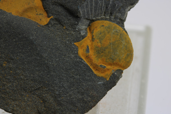 Odtlačky skamenelín 1