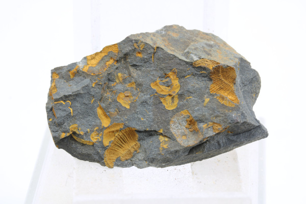 Odtlačky skamenelín 2