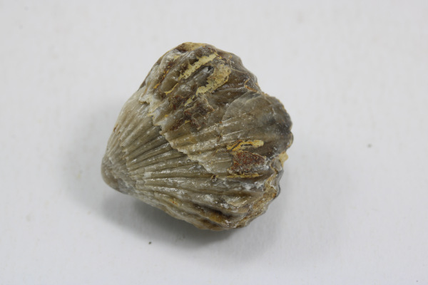 Brachiopod 1