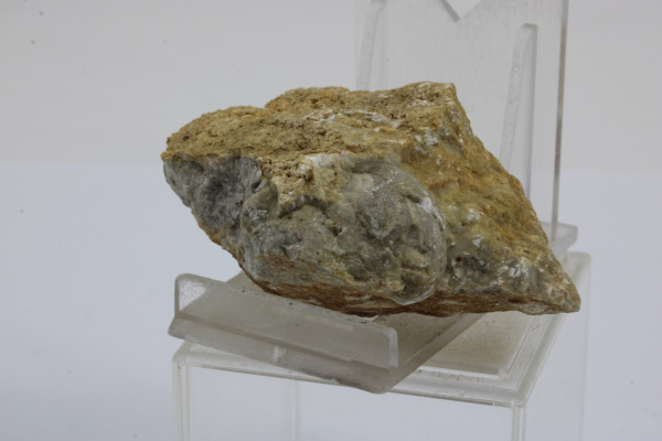 Ramenonožec 1