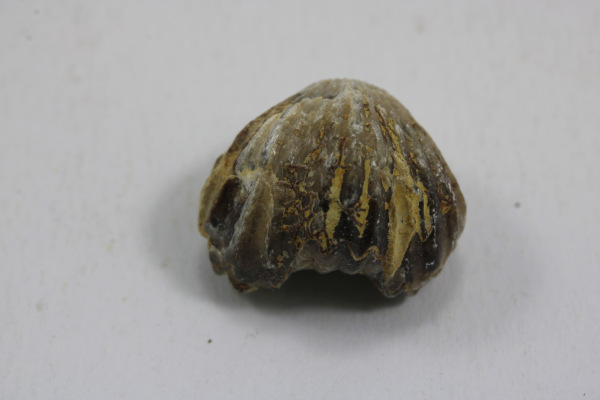 Brachiopod