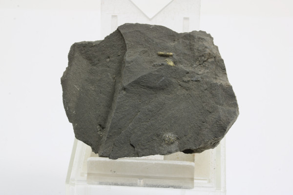 Orthoceras